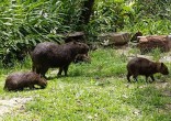 Casa com Características de Sítio à Venda no Maris