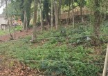 Terreno à Venda em Zimbros ? Rua Tranquila e Sem S