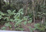 Casa à venda em Mariscal com fundos para a mata |