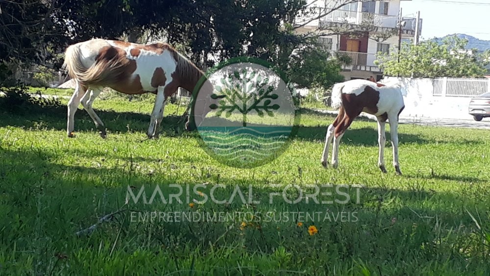 TERRENO FUNDOS PARA MATA ATL�NTICA NO MARISCAL