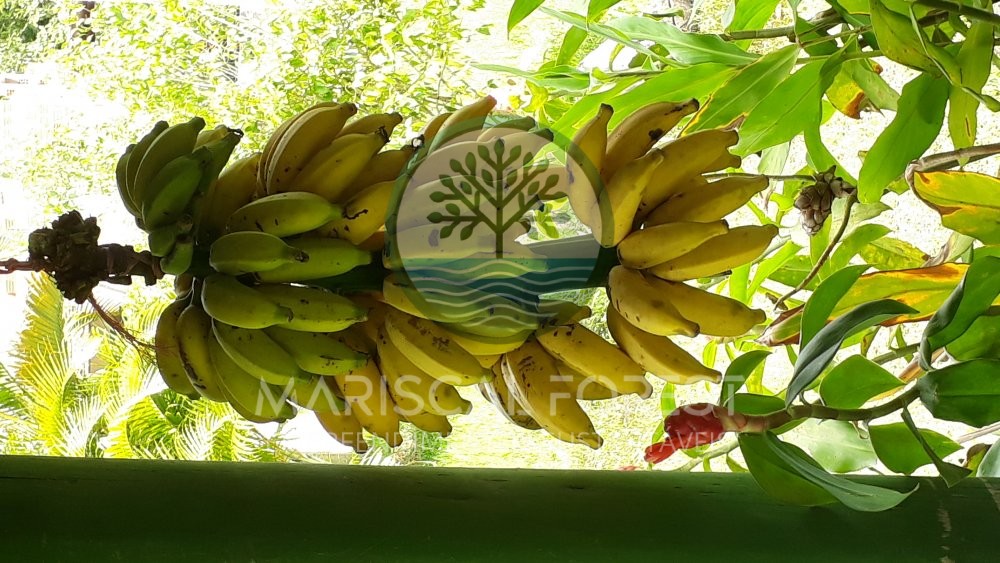 TERRENO FUNDOS PARA MATA ATL�NTICA NO MARISCAL