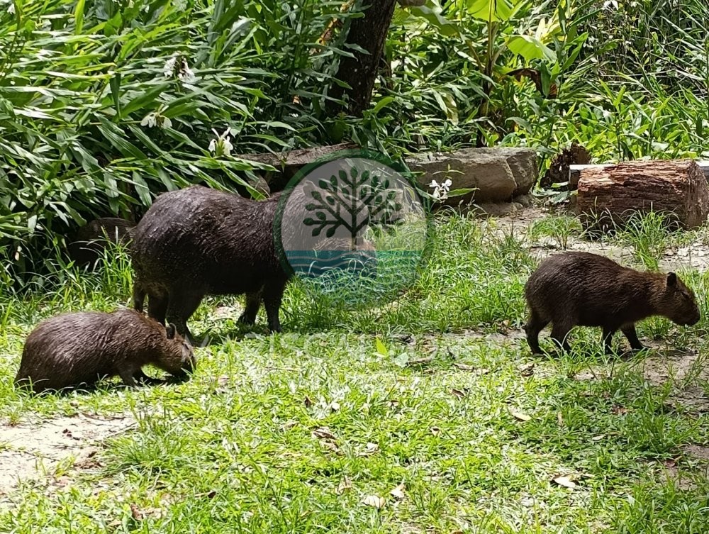 Casa com Caracter�sticas de S�tio � Venda no Maris